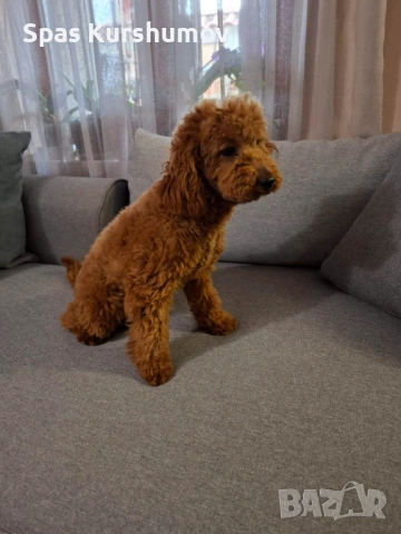 Продавам мажки пудел, снимка 2 - Пудели - 54167354