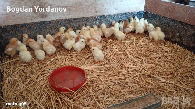 Продавам пилета носачки Ломан Браун. , снимка 4 - Кокошки и пуйки - 55778858
