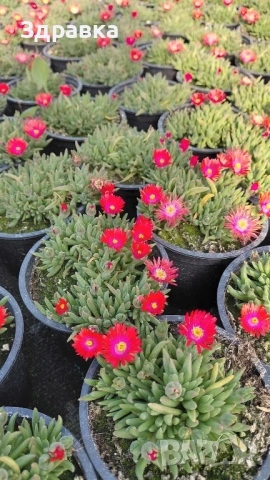 Делосперма 