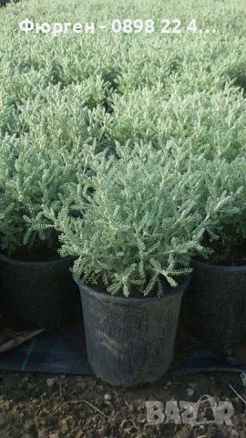 Сантолина Сребриста и Зелена, снимка 2 - Разсади - 40690515