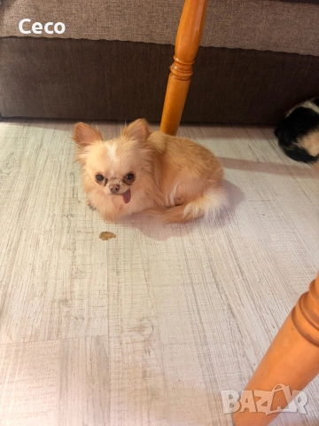 Момче Чихуахуа , снимка 2 - Чихуахуа - 53917728