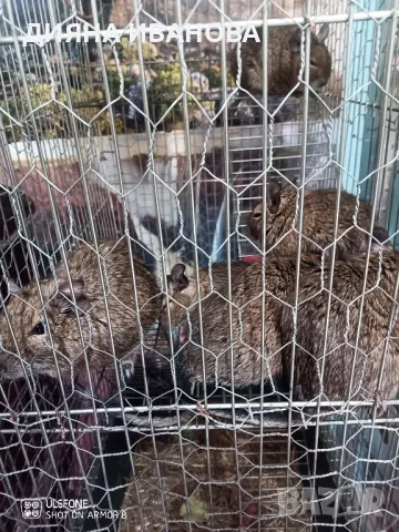 Катерички дегу