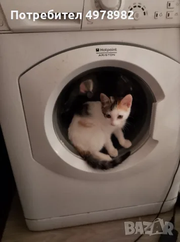 Подарявам малки котенца