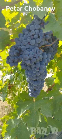 продавам каберне,ракацители и мерло , снимка 2 - Домашни продукти - 56403044