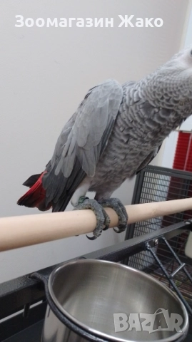 Папагал Кралско Жако, снимка 9 - Папагали - 52519882