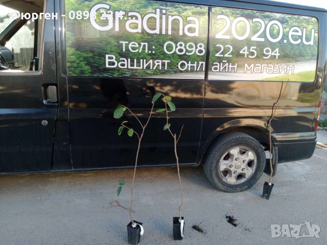 Слива Папаз (Papaz Erik) – характеристики на сорта, снимка 4 - Разсади - 52229545