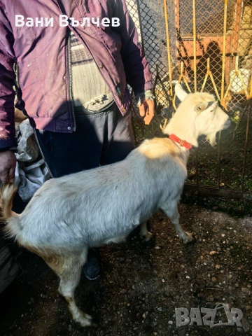 Продавам  коза за клане, снимка 2 - Кози - 51008302