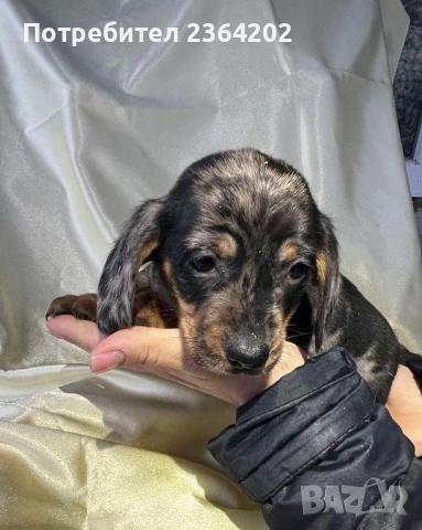 Мини дакел, снимка 3 - Дакели - 54165729