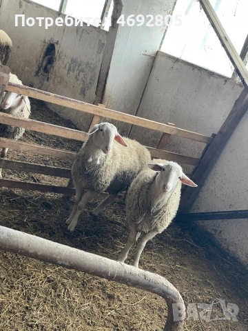 Свободни мъжки 