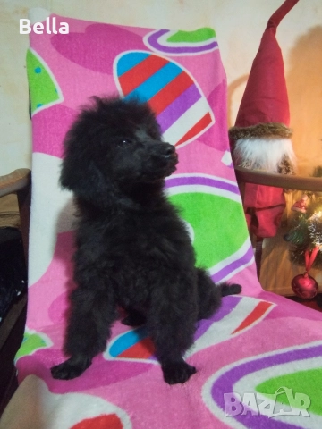 Мини пудел , снимка 6 - Пудели - 52981691