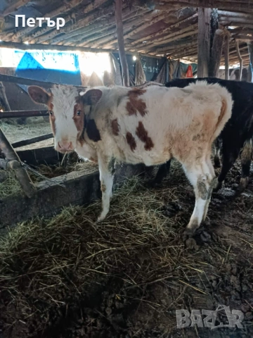 Продавам телета, снимка 3 - Крави - 53816272