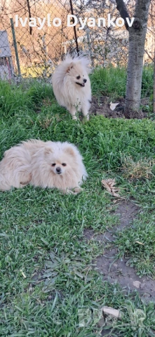 Померанче , снимка 3 - Померан - 54114949