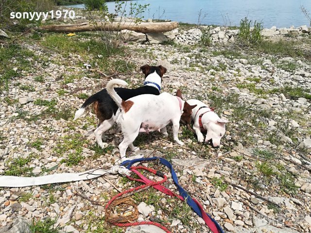 джакове-видин 1505221539, снимка 2 - Джак ръсел териер - 36767185