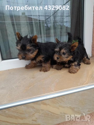Продавам мини йоркита , снимка 3 - Йоркширски териер - 54068511