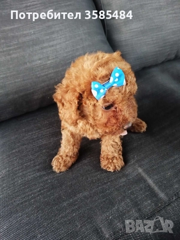 Мини/той пудел момиченце , снимка 3 - Пудели - 52582132