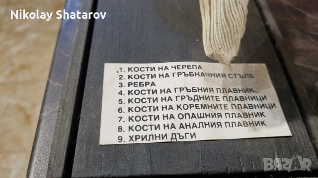 Анатомичен модел. шаран , снимка 6 - Такъми - 53911648