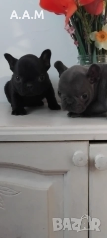 Черна  френска принцеса, снимка 9 - Френски булдог - 54112649