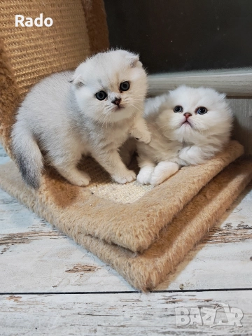 Клепоухи и правоухи сребърни чинчили , снимка 6 - Британска късокосместа - 52890489