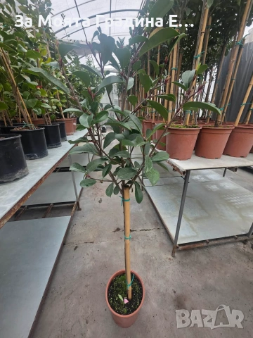 Фотиния - Щамба, снимка 5 - Градински цветя и растения - 54020499