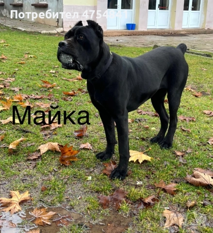 Бебета кане корсо , снимка 3 - Кане корсо - 54263726