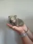 померан мини шпиц мъжко, снимка 2