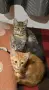 Супер гальовни котета!!!, снимка 4