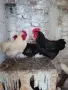 Продавам изгодно кокошки, снимка 5