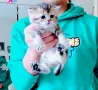 Шотландски мъжки женски , снимка 2