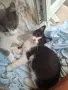 Подаряват се две котета, заедно или по отделно, снимка 4