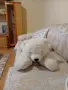 ПЛЮШЕНА ИГРАЧКА ГОЛЯМА МЕЧКА, снимка 13
