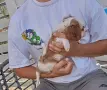 кавалер кинг чарлз шпаньол, снимка 5