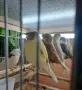продавам женски глостер, снимка 1