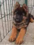 Немски овчарки с дълъг косъм, снимка 2