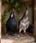 Поморийски Ролер и Мардини, снимка 9