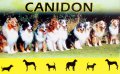 Канидон - за обезпаразитяване на кучета - 50 таблетки, снимка 1 - Стоки за кучета - 39365125