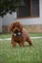 Той пудел Toy poodle, снимка 7