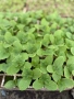 Продавам качествен разсад на корнишони, снимка 1