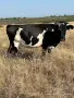 Продавам 11 Крави, снимка 6