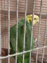Млада двойка  амазона оратрикс, снимка 3
