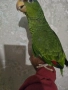 Продавам ръчно хранени бебета зеленобузи Амазони , снимка 1