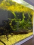 2бр оборудвани и готови аквариума !!!, снимка 1