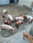 Свободни малки прасенца , снимка 3