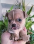 Синьо Чихуахуа мини, снимка 1