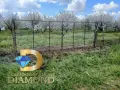 Черешова градина в село Узунджово, обл. Хасково, снимка 7