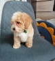 Shih poo /Mini poodle , снимка 3