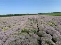 Продавам етерични масла на едрро, снимка 2
