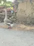 Мъжки холмогорски гъски, снимка 3
