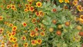 Продавам цветя Гайлардия – разсад за пролетно засаждане в градината, различни цветове, снимка 9