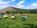Пчелен прашец 2024г, снимка 1 - Хранителни добавки - 36754069