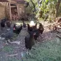 Пилета-Ярки Суперхарко, снимка 2